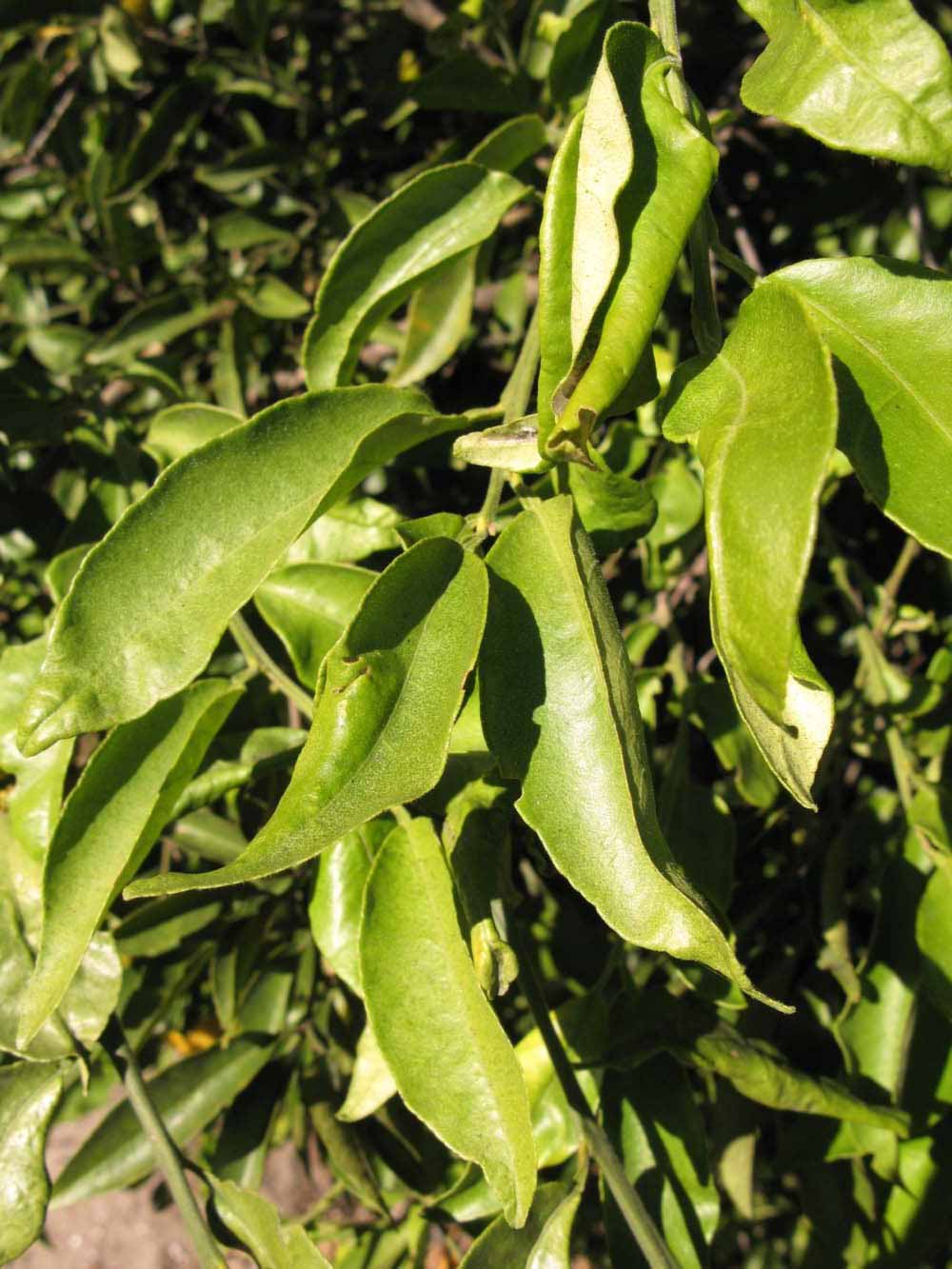            Sun leaves (Winter Haven, FL)   
